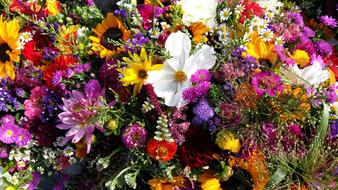 Flowers Wild Flower Blossom