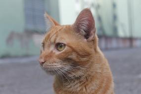 incredible Cat Feline