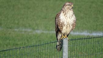 wild eagle on a fence in a field