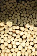 wooden bamboo shoots