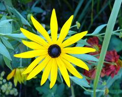 Large Yellow