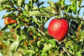 Poland Celejów Apple Orchard