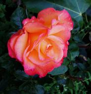 Rose Plant Garden