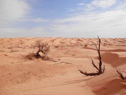 desert with trees