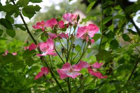 Roses Garden Pink