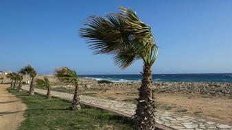 palm trees by the sea bent by the wind