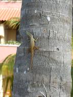 lizard on the trunk of palm tree in Cuba