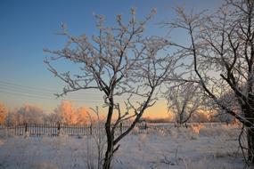snow trees in the field