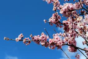 Pink Blossom Bloom