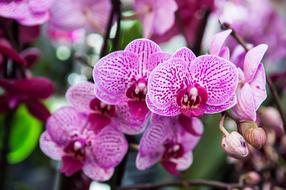 white and violet Flower Orchid Blossoms