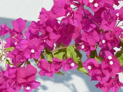 Bougainvillaea Blossom Puce Violet