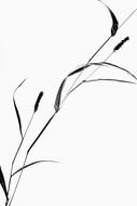 Plant Still Life Grass