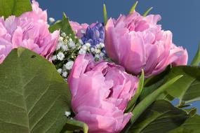 bouquet of pink flowers on a blue background