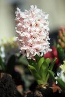 Hyacinth Flowering Blossom