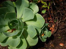 Plant Green Mexican Flora