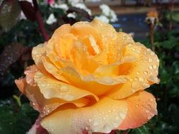 Flower Yellow Rose