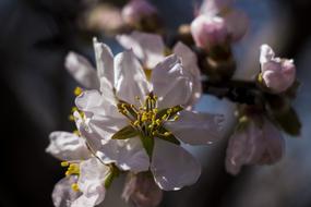 Spring Flower Flowers