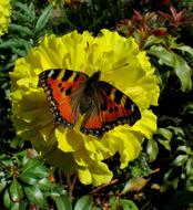 Butterfly Spring Yellow Close