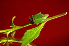 housefly on a green leaf on a red background