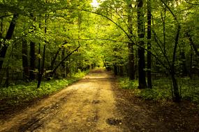 Nature Park Alley City