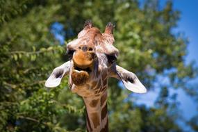 Giraffe Animal Zoo