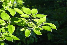 Leaves Backlighting Tree