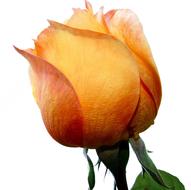 Rose Yellow Roses