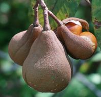 Japanese Horse Chestnut Pods