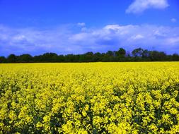 Oilseed Field Of Rapeseeds