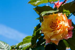 Rose Orange