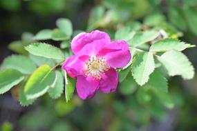 Rose Hip Blossom Bloom