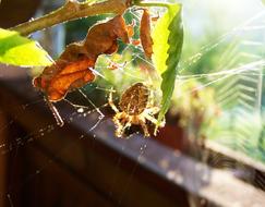 Crusader Spider