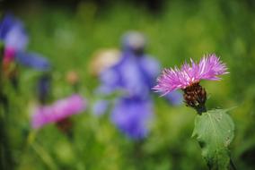 Flower Field Meadow