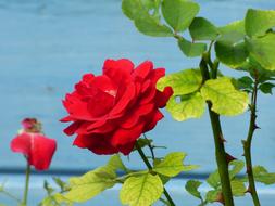 Flower red bloom in Garden