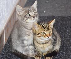 Baby Cats