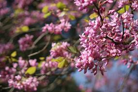 Judas-Tree Tree Blossom