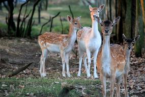 Deer Wild Forest