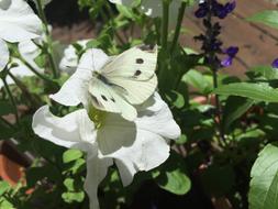 Close-up of the beautiful, patterned butterfly on the beautiful, white flowers, among the other colorful flowers