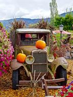 Truck Pumpkins Flowers
