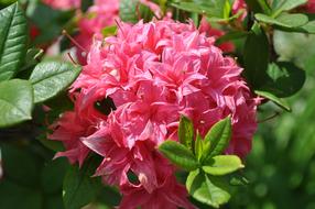 Rhododendron Pink