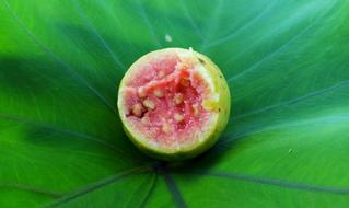 Red Guava Leaf