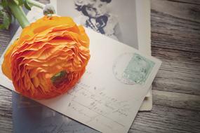 spring Ranunculus Flower Blossom