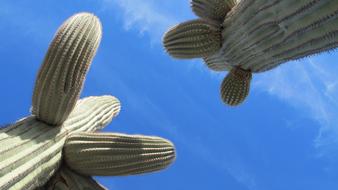 Saguaro Cactus Desert