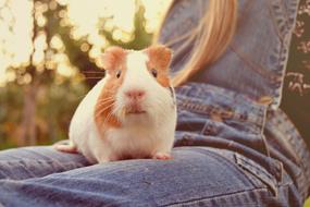 white-red guinea pig sits on the girlâs legs