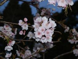 pink blooming flowers near the pond