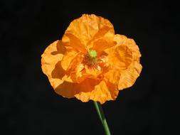 Filled Poppy Summer Garden