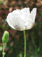 White Poppy Flower Close Up