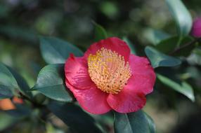 Camelia Flower Locarno Park Of The