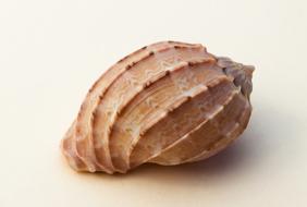 seashell on the table
