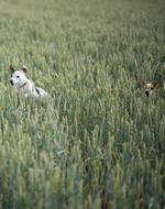 gorgeous Dog Terrier